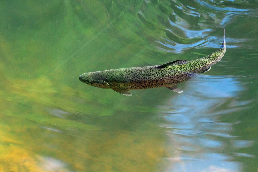 Fish and Wildlife • LOPA - Lake Onota Preservation Association
