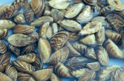 City of Pittsfield: Zebra Mussel eDNA Detection in Onota Lake