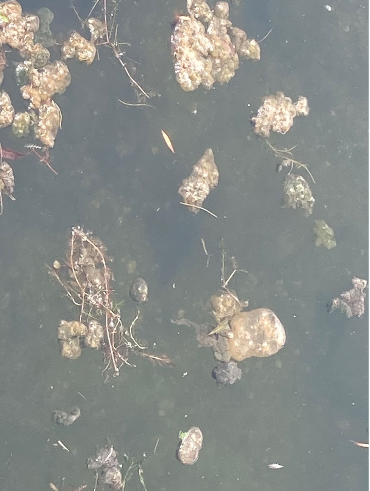 What are those Blobs floating in our lake?